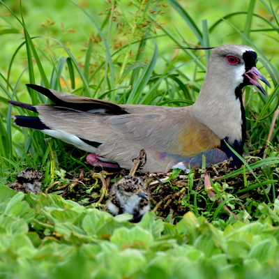 Southern Lapwing (3)